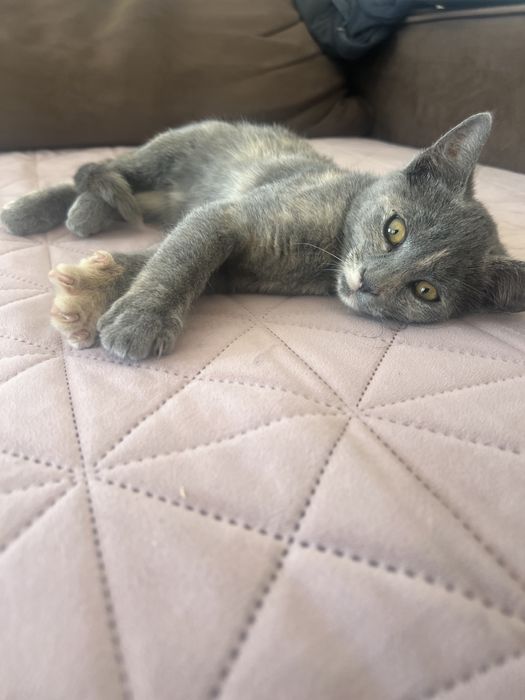 Pisici adoptie 3 luni