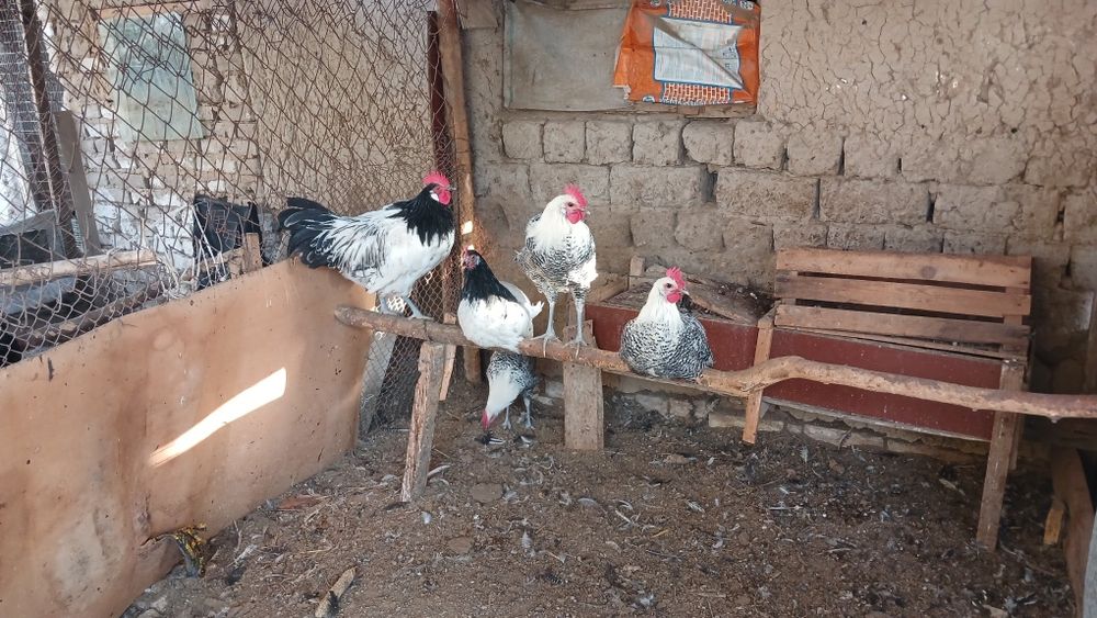 Zotli Xorozlar Obmen qilamiz