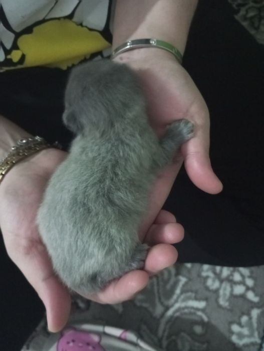 Продаются шотландские милые котята