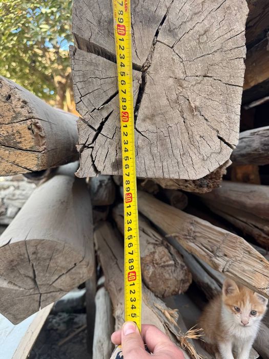 Болол чиримаган холати зур