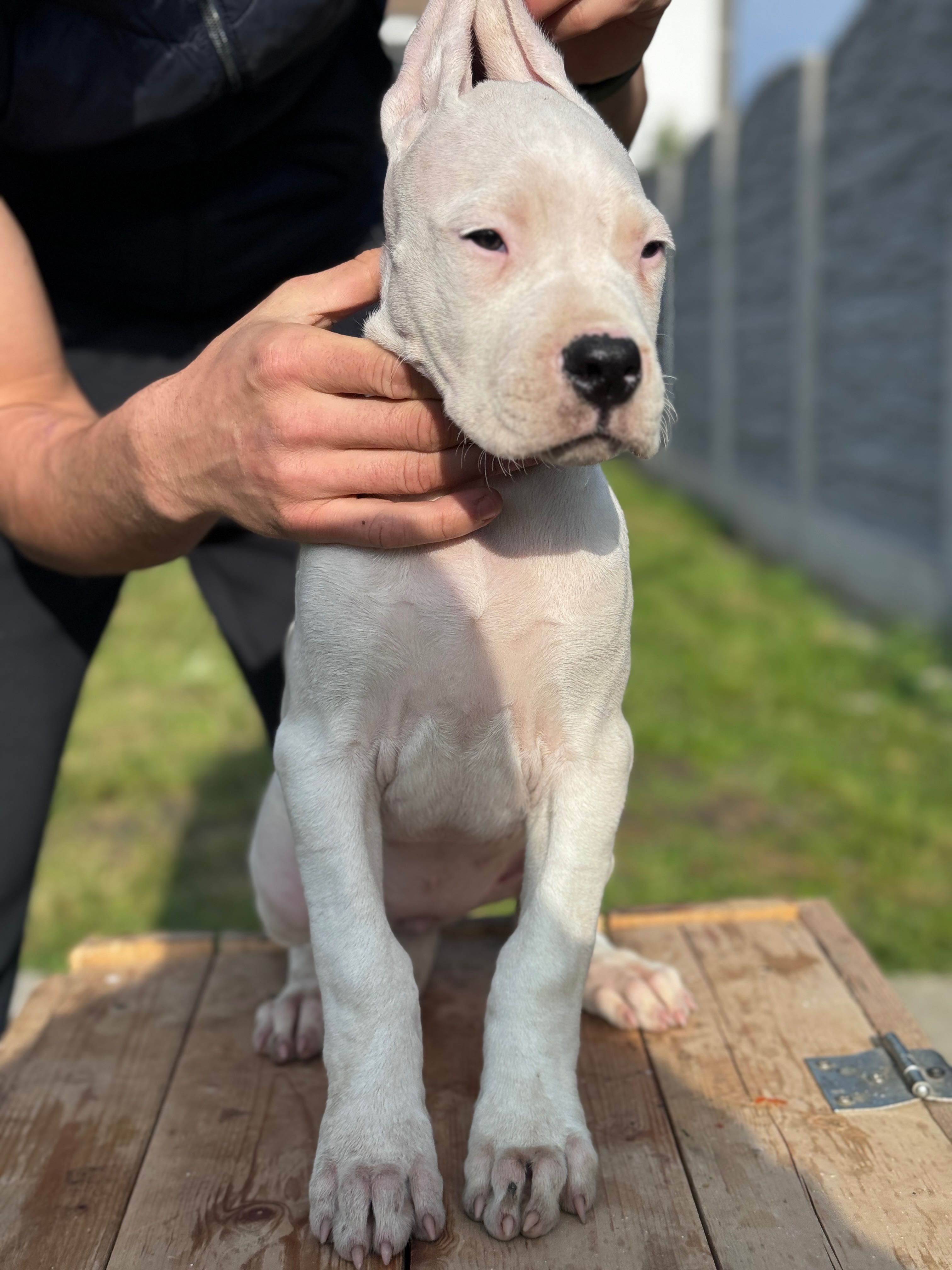 Dogo Argentino/Dog Argentinian/Puppy