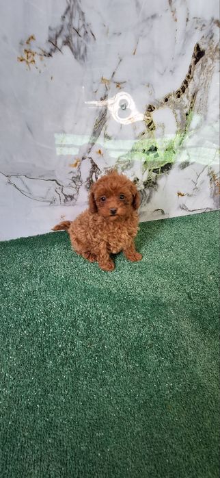 Той пудел мъжко тойче