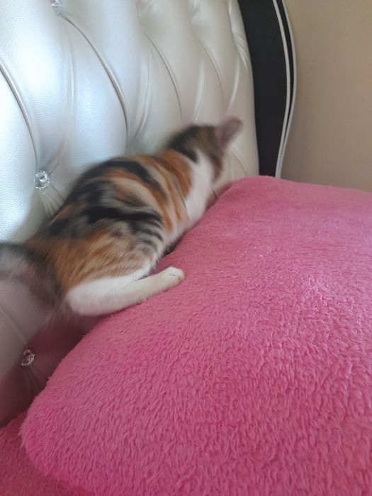 2 oyli mushukcha