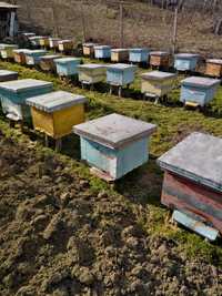 Vând 20 familii de albine