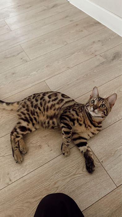 Бенгальский кот 8 месяцев