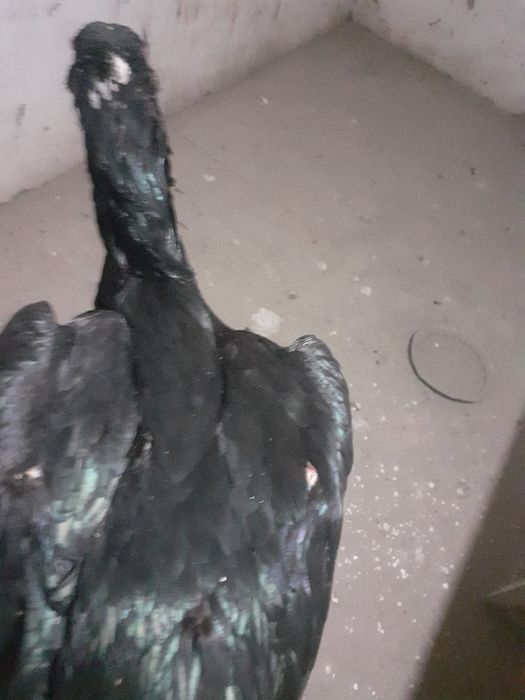 Ганой+ Кория макиён