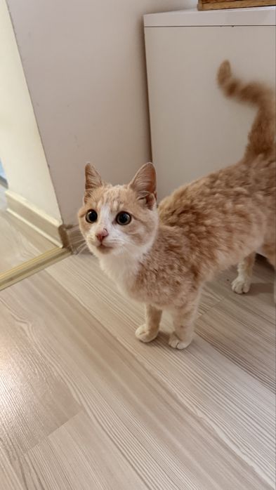 Pisic pentru adoptie