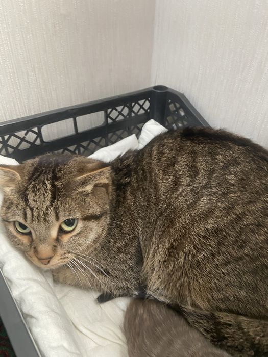 Отдам в добрые руки