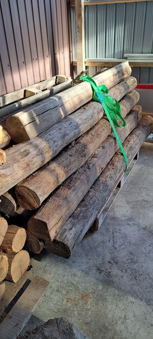 Stejar cu o vechime de peste 15 ani.