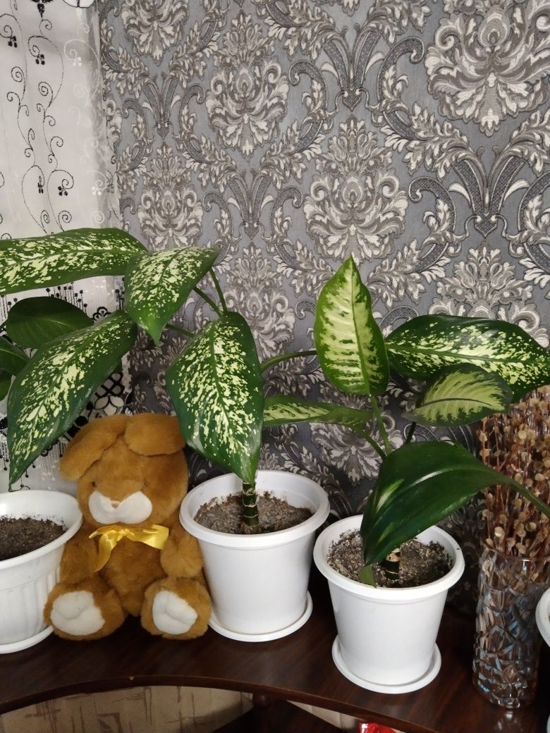 Цветы не дорого ..