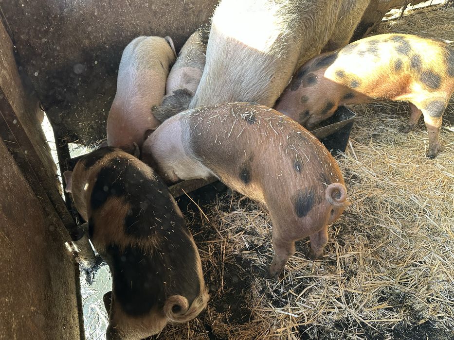 Хубави домашни прасета
