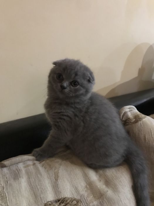 Шотландско  клепоухо късокосместо коте