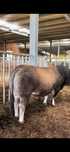 Vand Tauri Aubrac cu pedigree