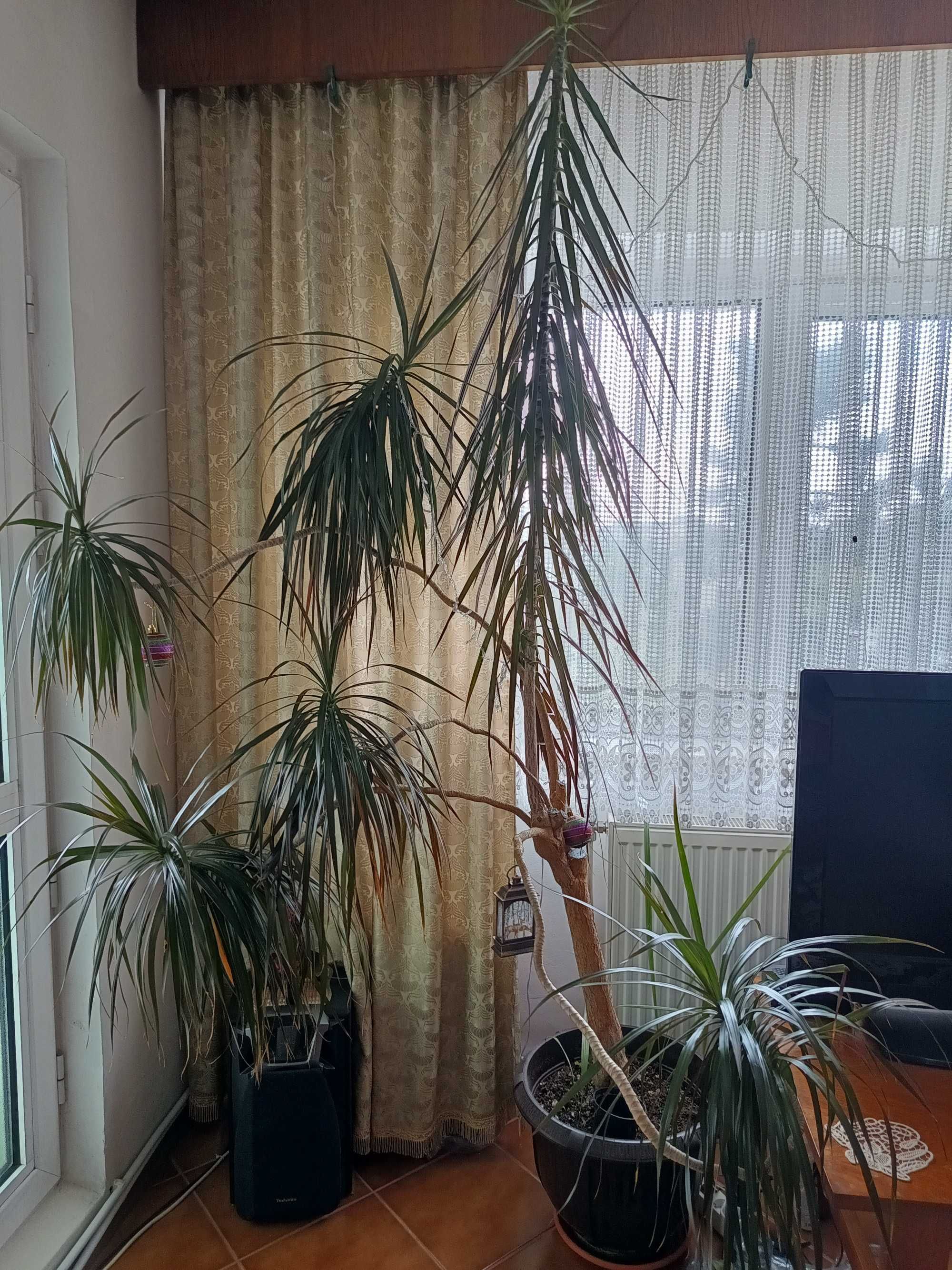 Dracena ornamentala de cca. 10 ani.