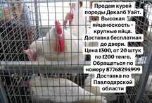 Продам несушек возраст 1.7есть досавка