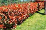 Photinia (Gard Viu )