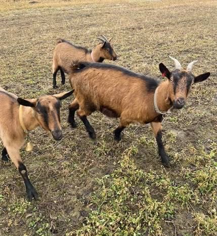 Vând capre Alpine cu acte