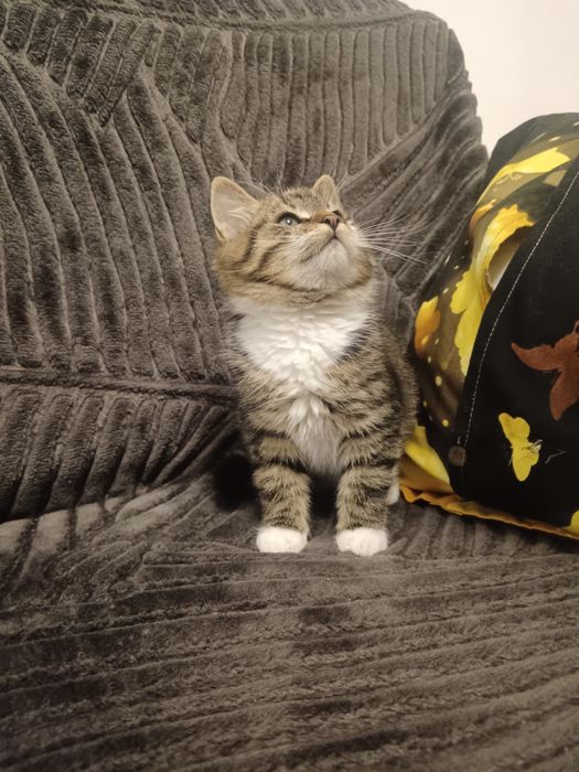 British Brown băiețel