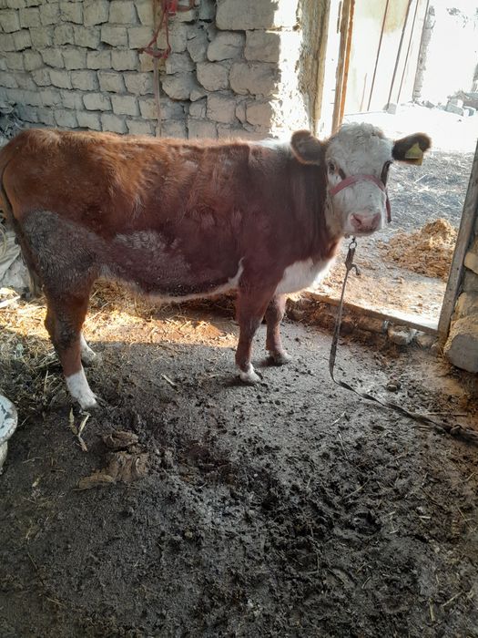 Парода гуножинлар сотилади