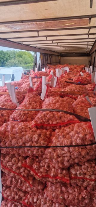 Usturoi de vanzare pentru consum sau plantat Craiova