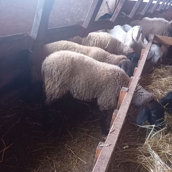 Mieluță bulgărească de vânzare