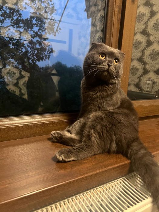 Скоттиш Фолд вислоухий