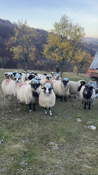 De vanzare,28 de oi breze si bucalai din breze