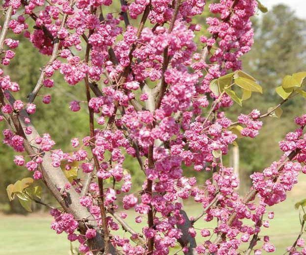 Pomi Ornamentali  cercis canadensis