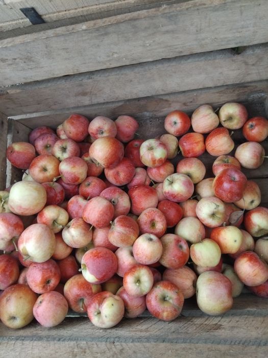 Mere pentru industie.Sau pentru suc.1.30