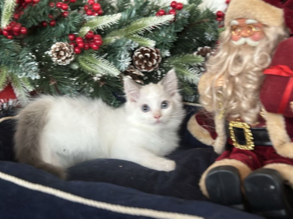 Регдол /Ragdoll / момченце