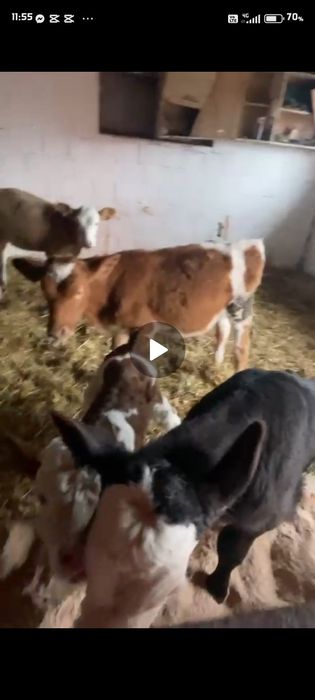 Viței de vanzare