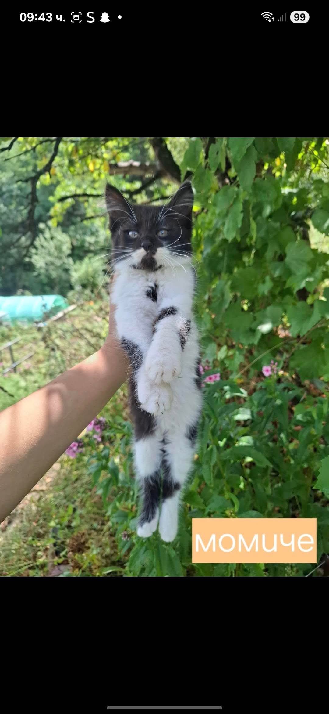 Спешно Подарявам котенца