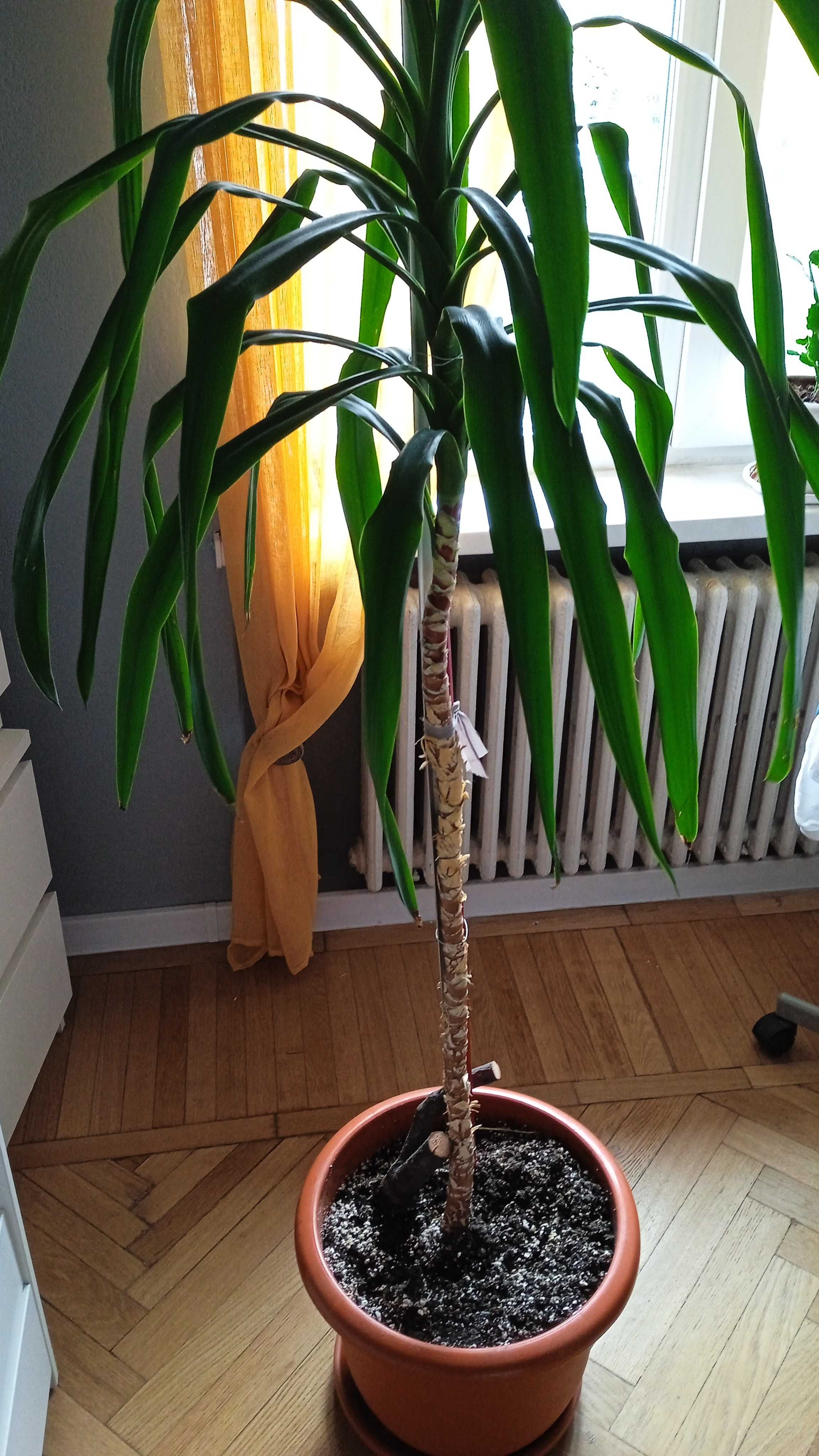 Plantă naturală pentru apartament / Yucca 180 cm / plantă în ghiveci