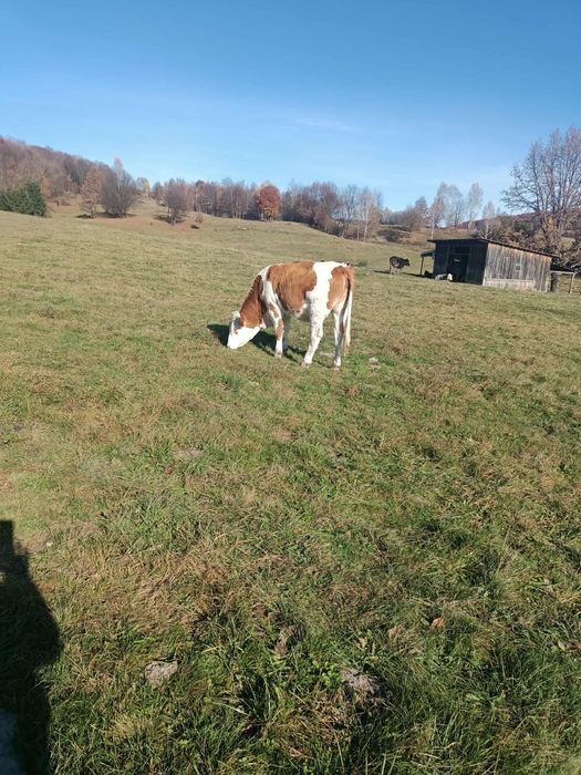 Juninca , vaca de 1 an si jumatate