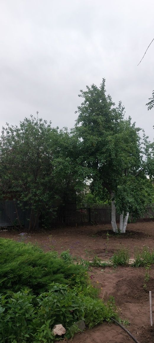 Продам дои в садоводстве Иртыш