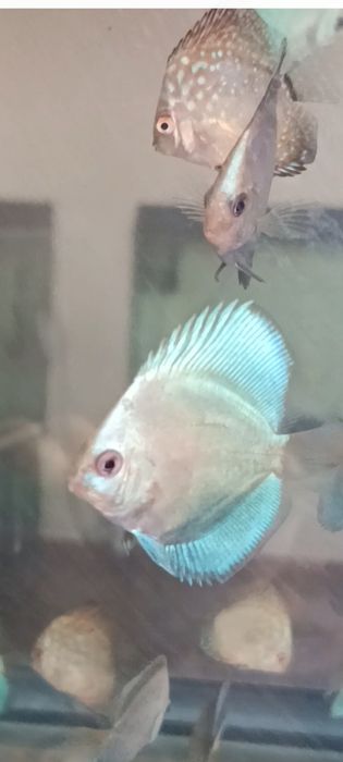 Мальки дискусов хорошего качества и формы по 100 000