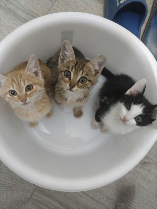 Милые пушистики ищут новый дом!