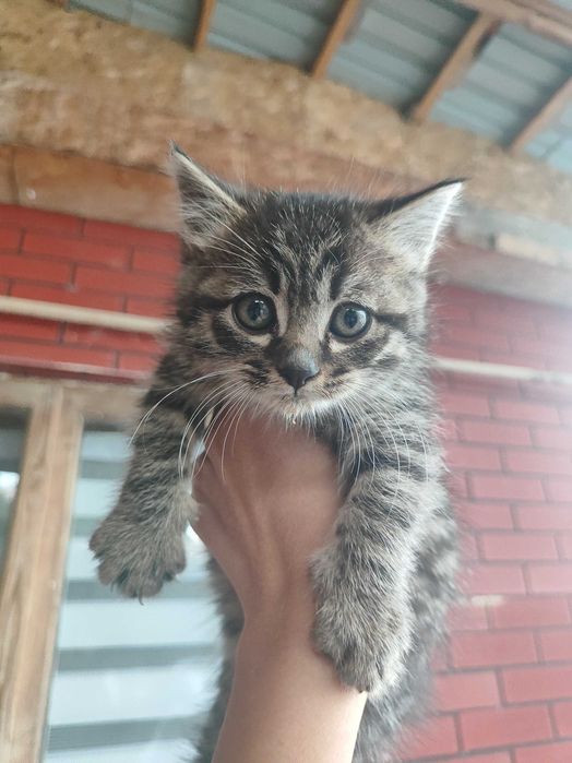 Два котёнка ищут дом!