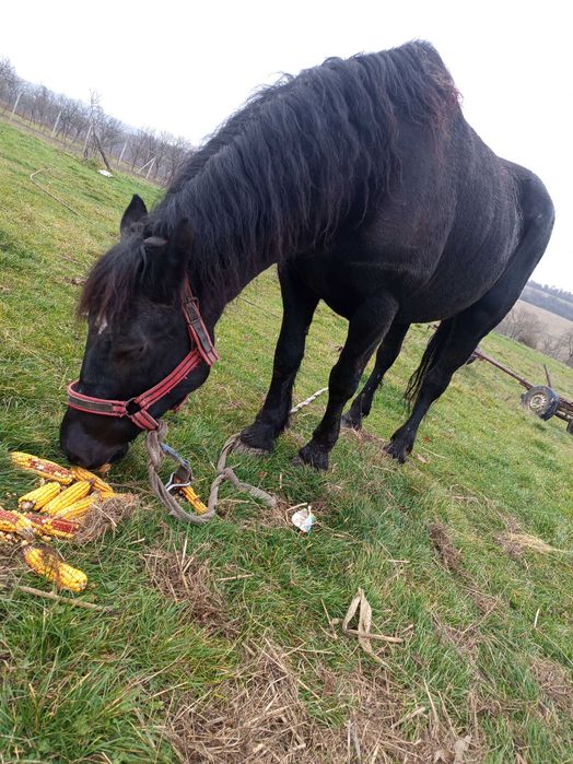 Iapă neagră  foarte buna la pădure