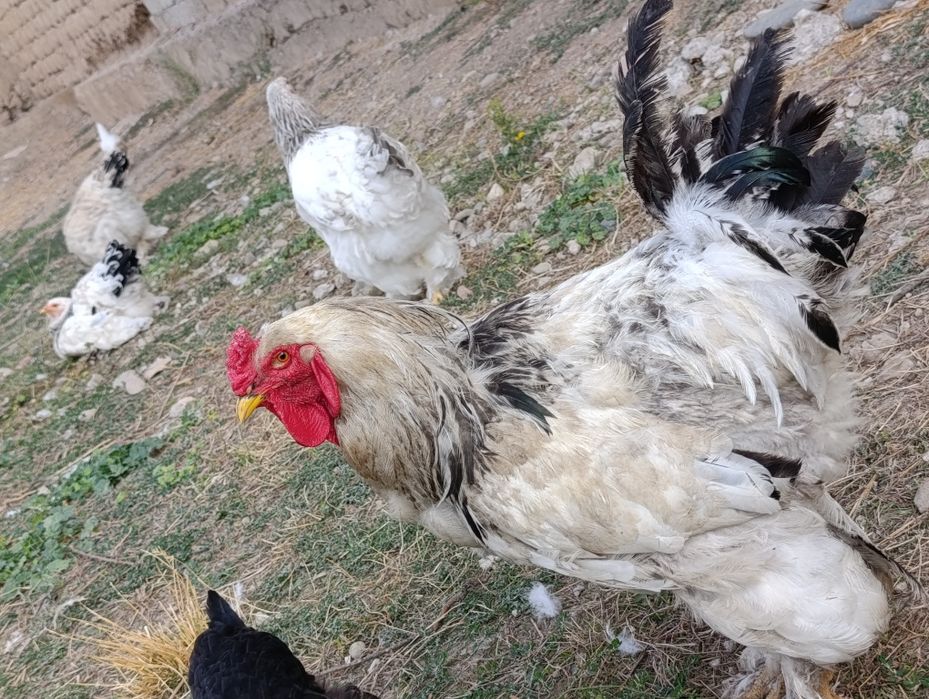 Tovuq xoʻroz bramala sotiladi