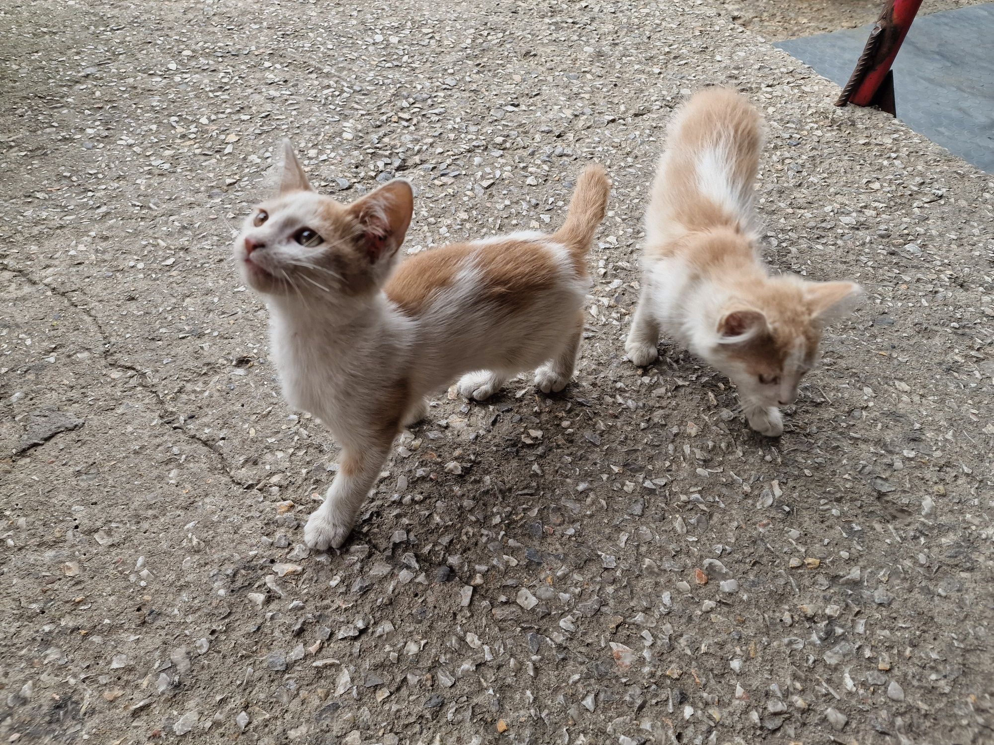 Подарявам котенца