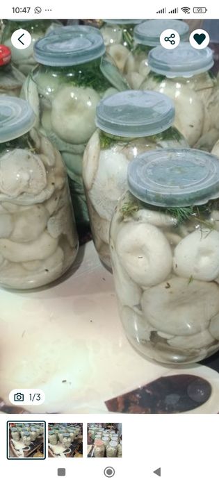 Продам грибы Грузди