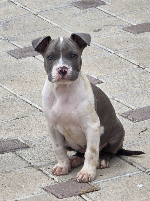 American Staffordshire Terrier