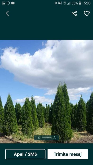 Tuia smarald columna braband Lelandy spirale pon pon fontina tei meste