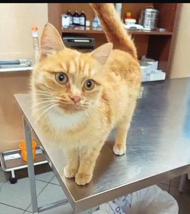 Морковка срочно ищет дом!