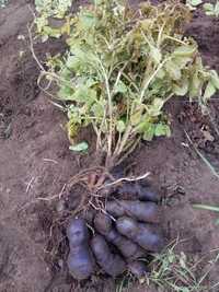 Семенной картофель Картошка синяя фиолетовая рассада диетическая