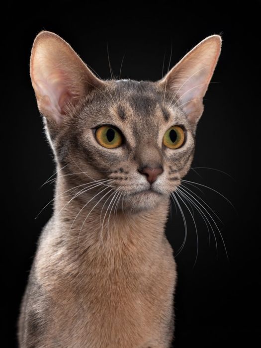 ГОЛУБОЙ РЕДКИЙ- Blue - Абиссинец !