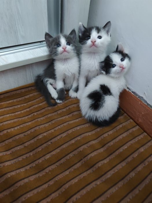 Домашние котята 3