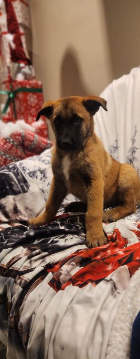Belgian Malinois
