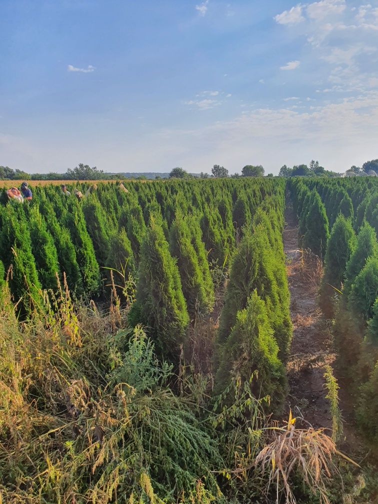 Mesteacăn betula diferite specii de arbori și arbusti